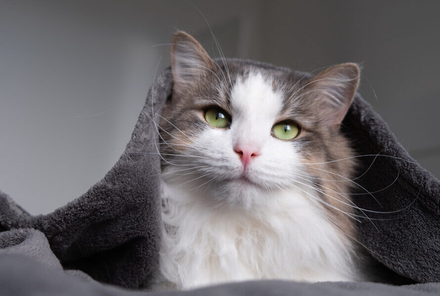 Close-up of a long-haired cat with bright green eyes and white-and-gray fur, resting under a dark gray blanket – Darby Creek Veterinary Clinic 