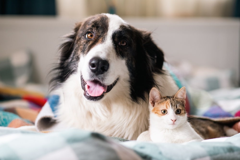 A large, fluffy black and white dog sits beside a calm calico cat on a cozy bed, both looking content and healthy – Darby Creek Veterinary Clinic